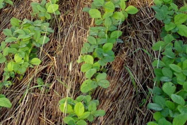 cover crops