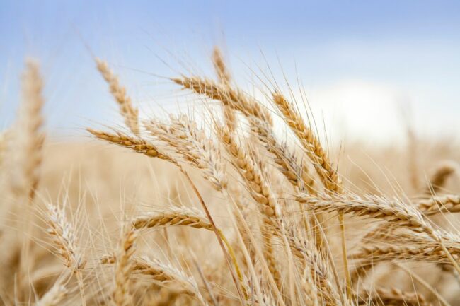 wheat-field