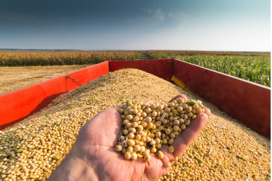 Oxbow Crush Acquires Soybean Processing Plant World Grain