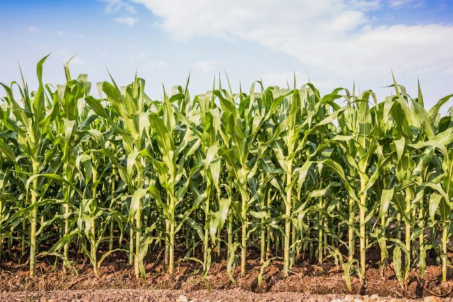 cornfield_cr Adobe Stock_somchairakin_E.jpg