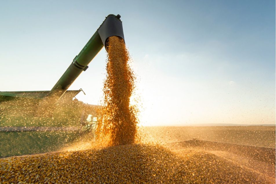 Argentina’s soybean crop nearly 80% sold | World Grain