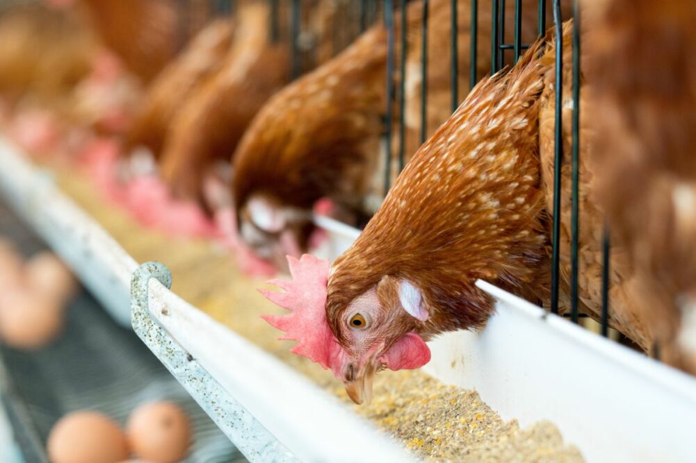 poultry-feed_©KOKOTEWAN-STOCK.ADOBE.COM_e.jpg