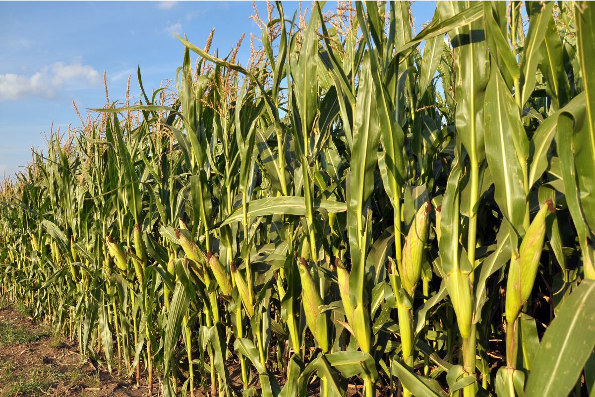 Forskning om majs vinner prestigefyllda vetenskapspris i USA
