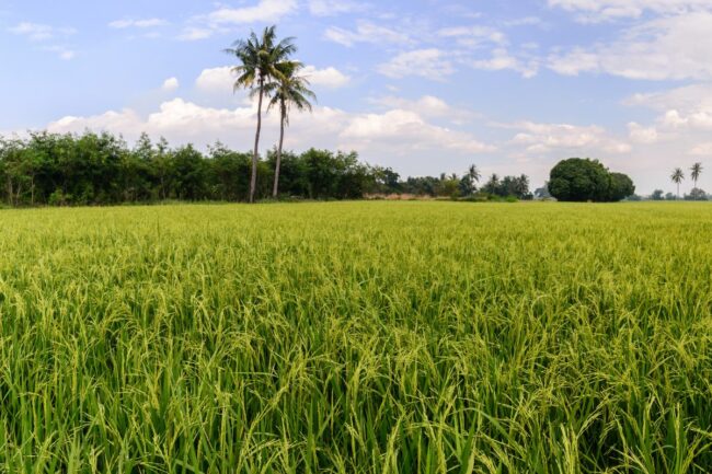 Thailand rice_©EAKKALUK - STOCK.ADOBE.COM_e.jpg