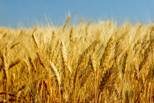 Barley field_©ONGAP - STOCK.ADOBE.COM_e.jpg