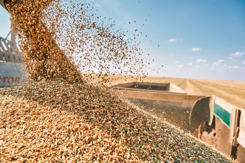 Kazakhstan Wheat Production Best In Five Years 