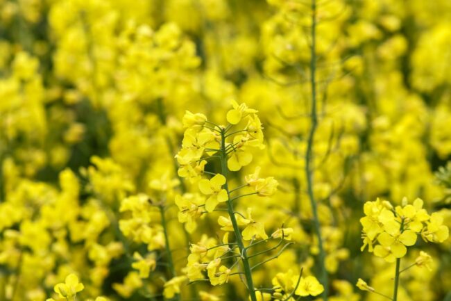 rapeseed field_©MICHAEL - STOCK.ADOBE.COM_e.jpg