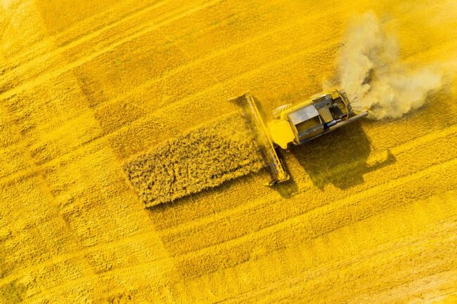 rapeseed harvest Europe_©KLETR - STOCK.ADOBE.COM_e.jpg