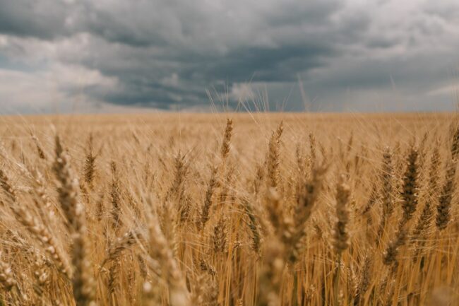 wheat rain clouds_©YURIY - STOCK.ADOBE.COM_e.jpg