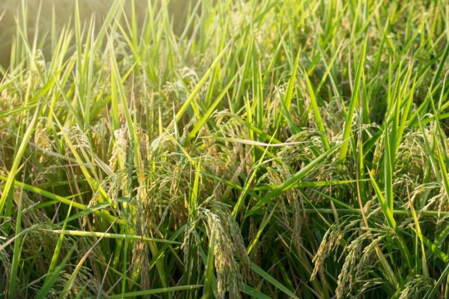 Louisiana rice_©JENNIFER - STOCK.ADOBE.COM_e.jpg