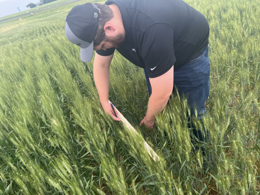 Scouts Peg Us Spring Wheat Yield At 48 1 Bushels Per Acre World Grain