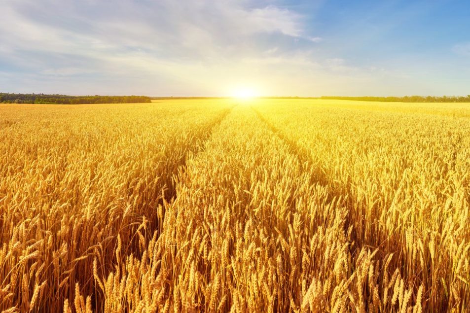 Weather slows US spring wheat harvest World Grain