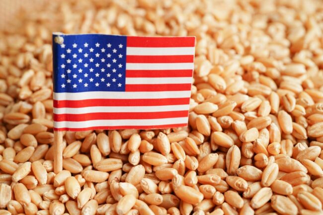 United States flag grain wheat_©MANASSANANT - STOCK.ADOBE.COM_e.jpg