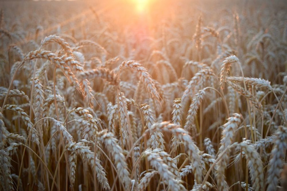 soft white wheat_©NATHAN - STOCK.ADOBE.COM_e.jpg