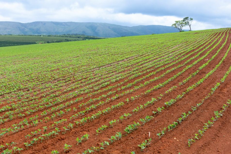 Lack of rain cuts into Brazil soybean forecast World Grain