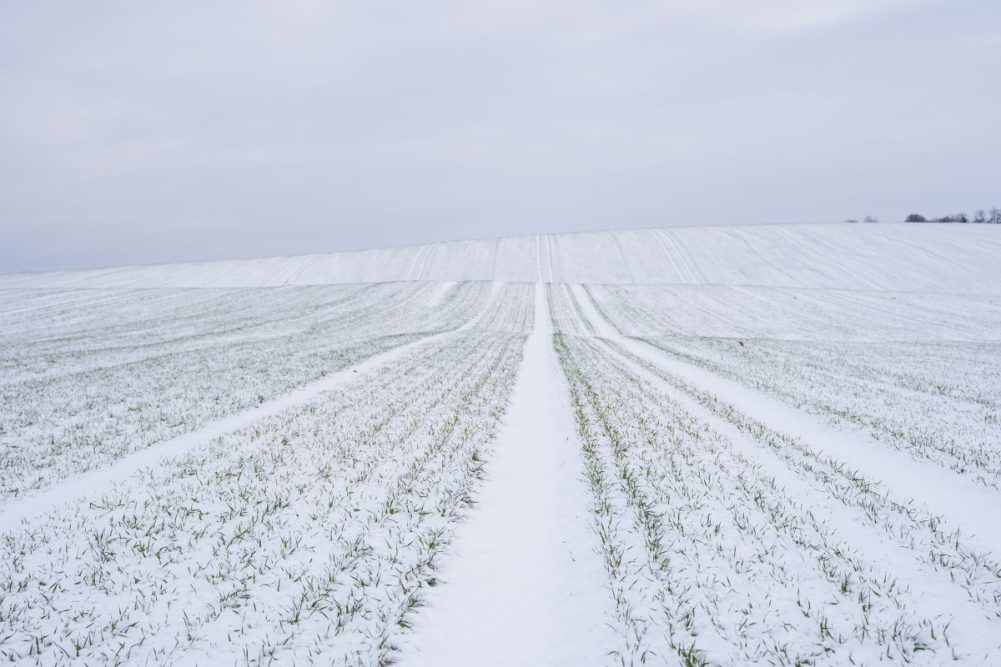 snow winter wheat field_©VOLODYMYR - STOCK.ADOBE.COM_e.jpg