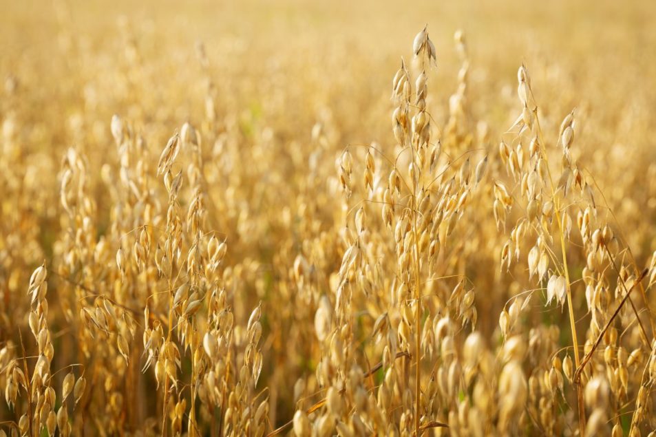 Is the Canadian oat market in for another wild ride? | World Grain