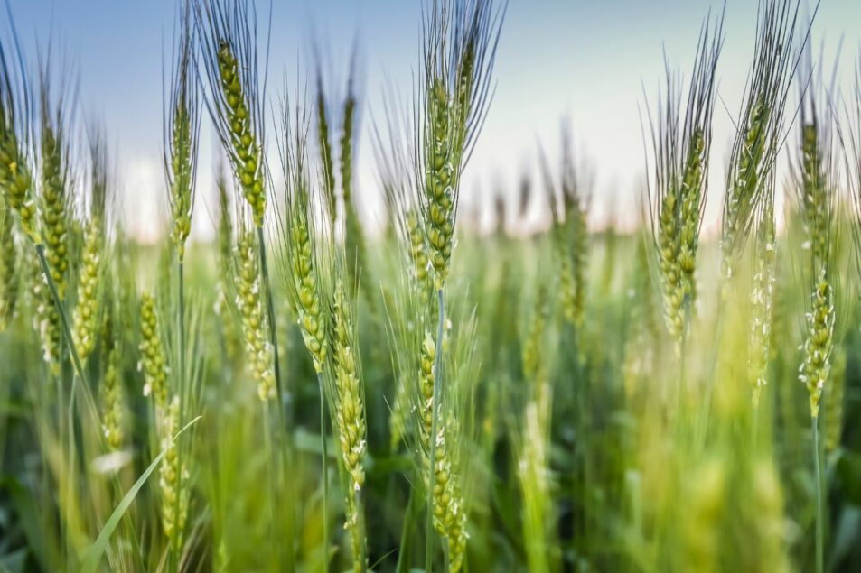 Ceres Global, Grupo Trimex partner on regenerative ag | World Grain