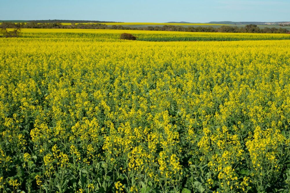 Canola field Australia_©CHRIS ISON - STOCK.ADOBE.COM_e.jpg