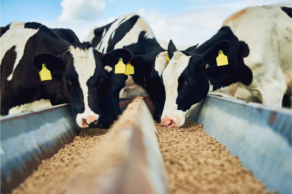 Cows cattle feed_©CAMERENE PENDLE - PEOPLEIMAGES.COM - STOCK.ADOBE.COM_e.jpg