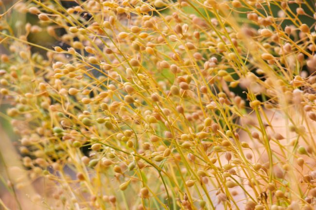 camelina_©INGA - STOCK.ADOBE.COM_e.jpg