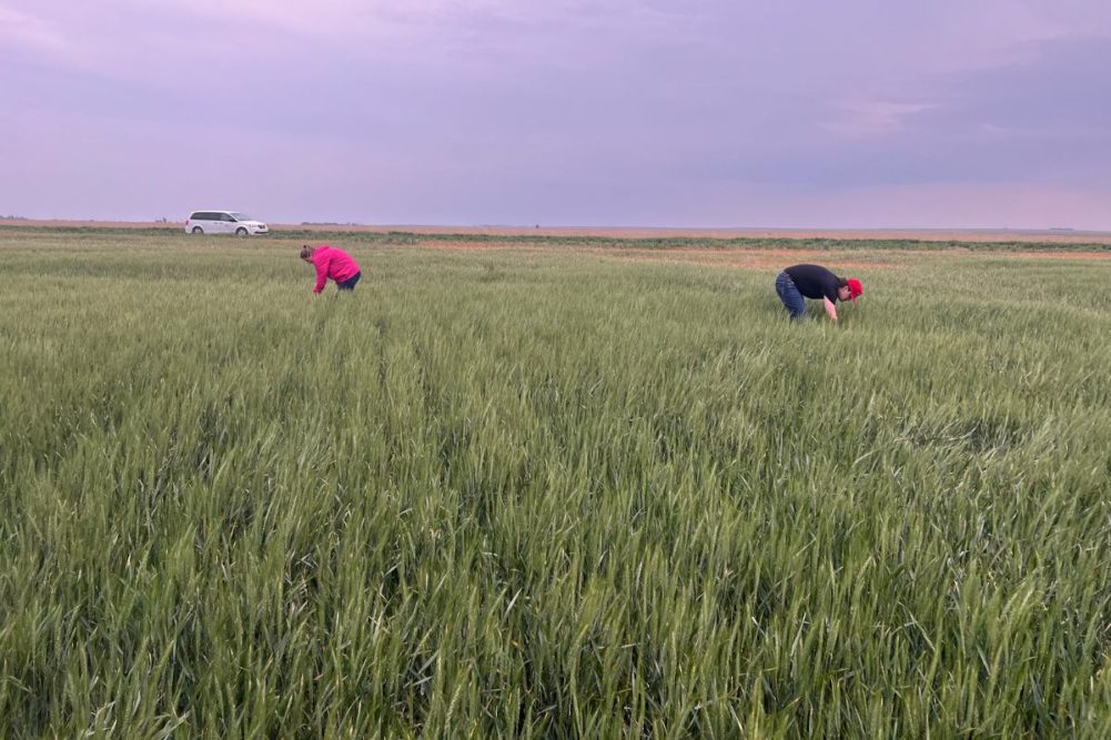 Kansas wheat tour 2024 Day 2_©SOSLAND PUBLISHING CO._e.jpg