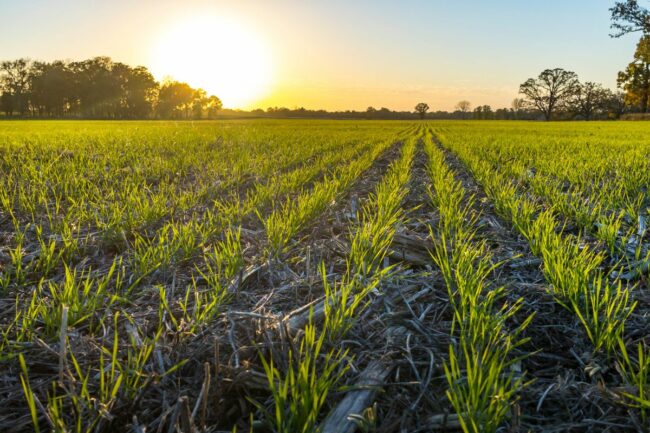 young winter wheat_©MARGARET BURLINGHAM - STOCK.ADOBE.COM_e.jpg