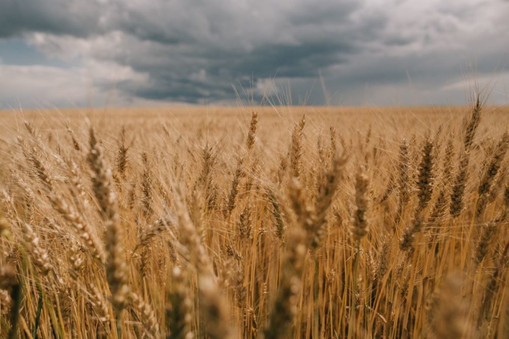 Wheat field clouds rain_©YURIY - STOCK.ADOBE.COM_e.jpg