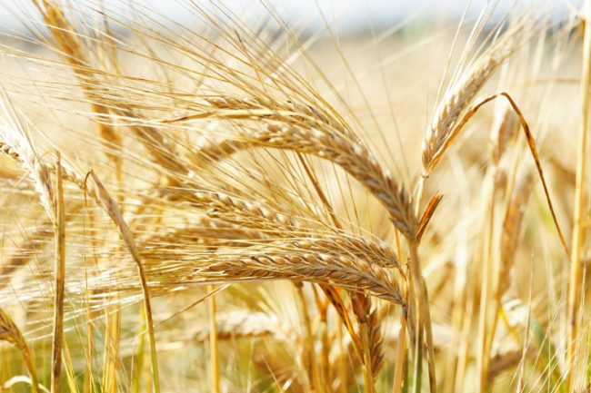 barley field_©NITR - STOCK.ADOBE.COM_e.jpg