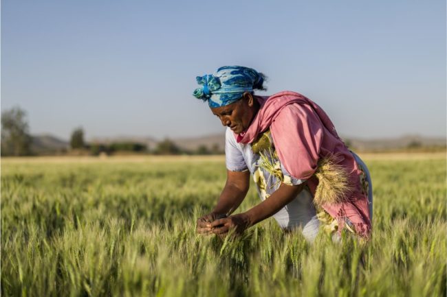 Ethiopia_smallholder wheat farmer_©AFRICAN DEVELOPMENT BANK_e.jpg