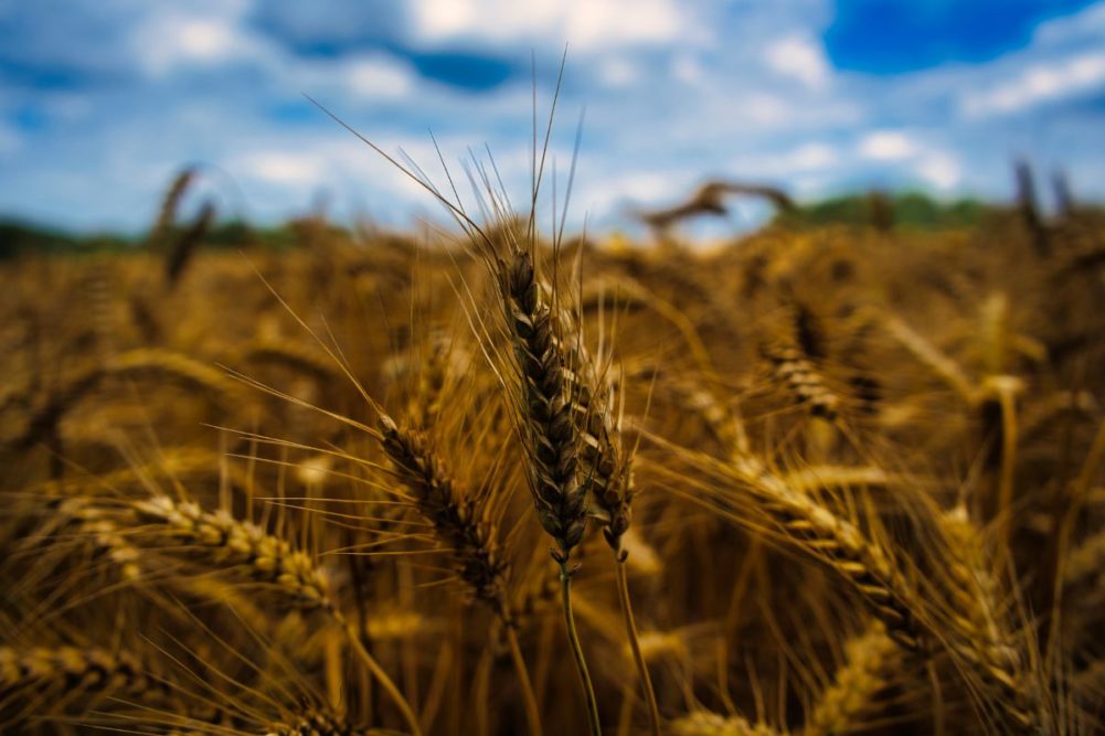 wheat field in summer_©ZSUZSANNA - STOCK.ADOBE.COM_e.jpg