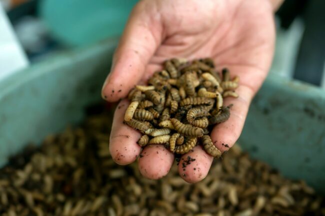 black soldier fly larvae feed_©JAKASURYANTA - STOCK.ADOBE.COM_e.jpg