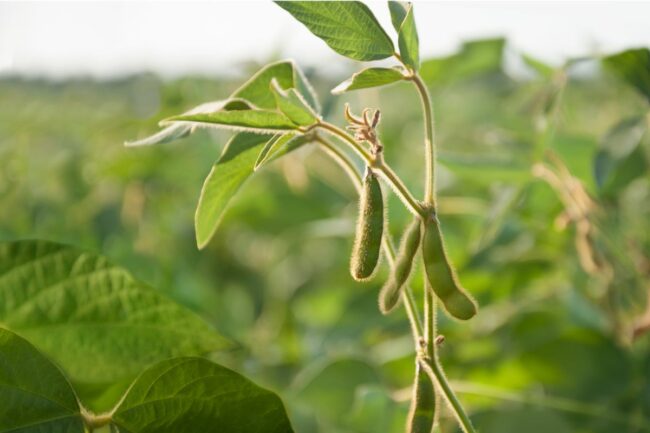 soybeans_©ZOYAS2222 - STOCK.ADOBE.COM_e.jpg