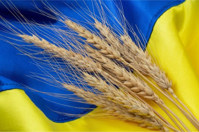 Ukraine flag wheat grain_©ROMANTICHE - STOCK.ADOBE.COM_e.jpg