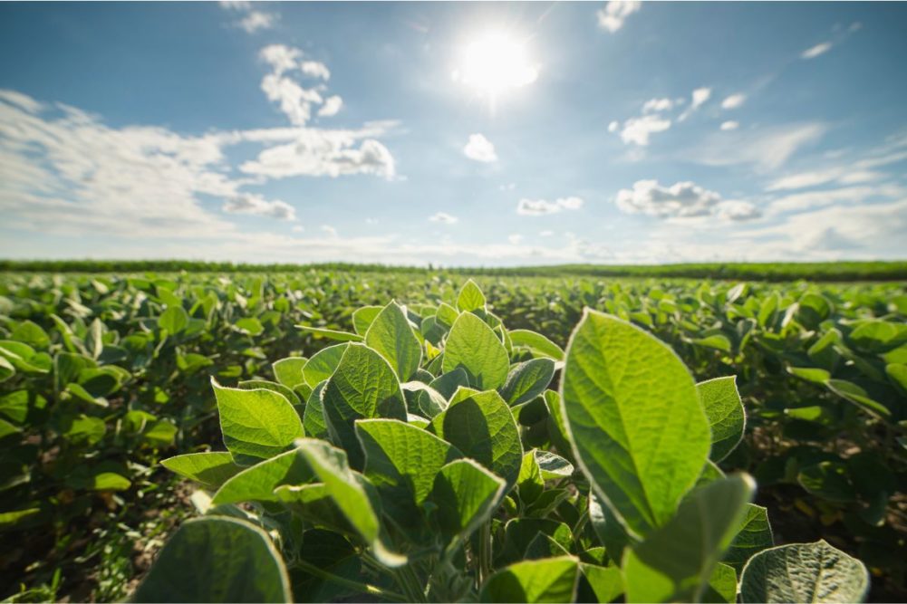 soybean field_©VESNA - STOCK.ADOBE.COM_e.jpg