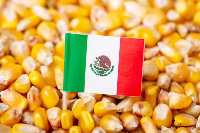 Mexico flag corn_©VITALII - STOCK.ADOBE.COM_e.jpg
