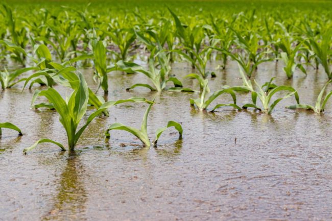 cornfield_flood_rain_©JJ GOUIN - STOCK.ADOBE.COM_e.jpg