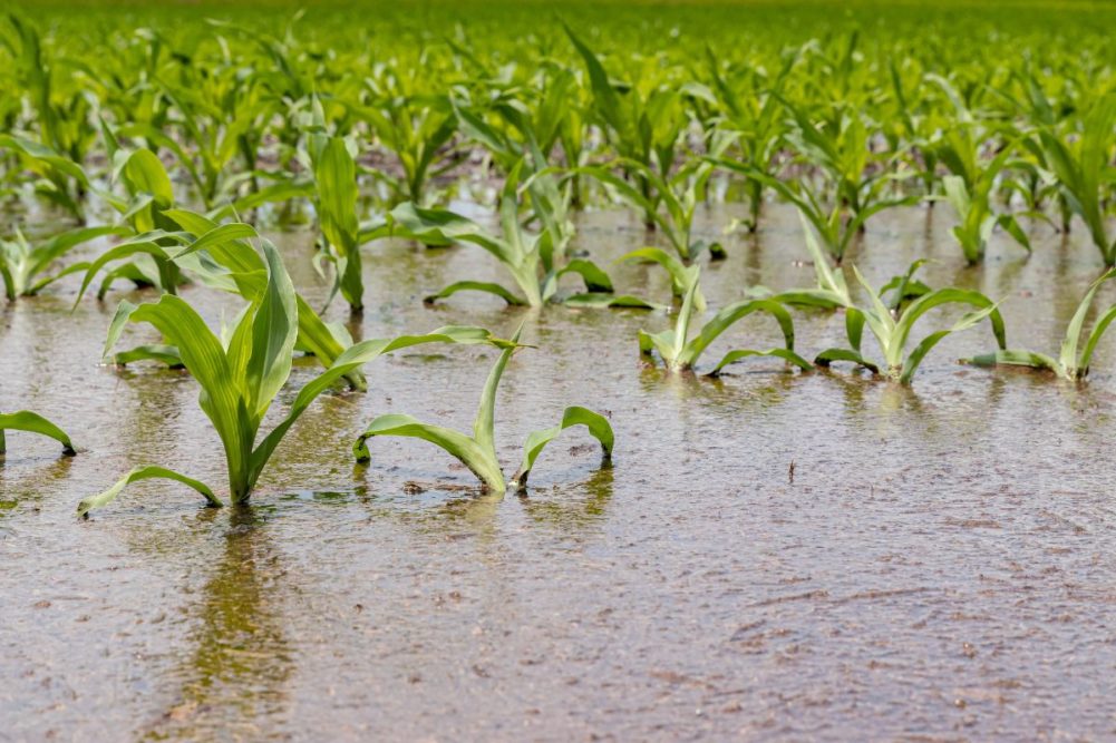 cornfield_flood_rain_©JJ GOUIN - STOCK.ADOBE.COM_e.jpg