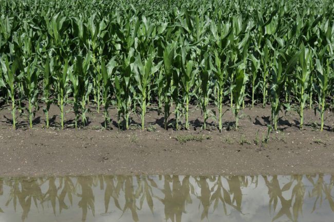 cornfield_flooding_rain_©SIMA - STOCK.ADOBE.COM_e.jpg