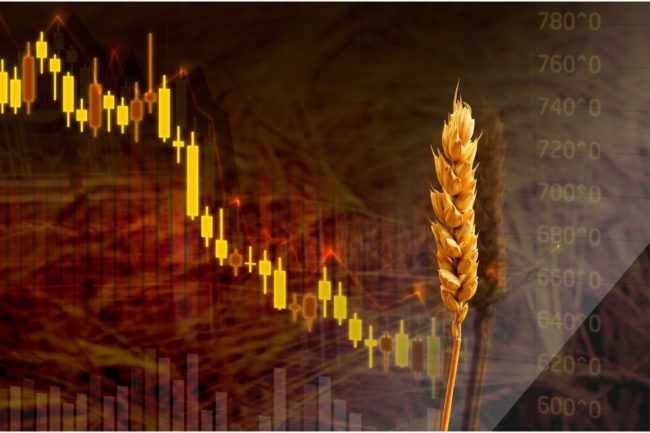 wheat_grain_prices_markets_©MTX - STOCK.ADOBE.COM_e.jpg