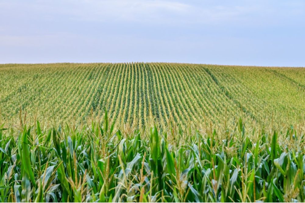 cornfield_©KYRVCHUKVITALIY - STOCK.ADOBE.COM_e.jpg