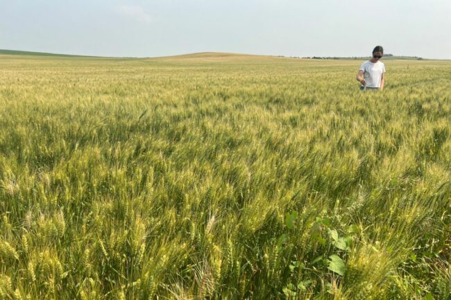 spring durum wheat tour 2024_©SOSLAND PUBLISHING CO._e.jpg