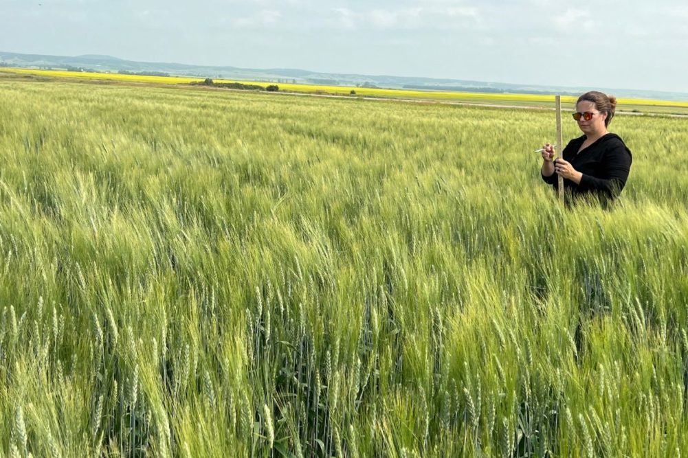 spring durum wheat tour 2024_day2_©SOSLAND PUBLISHING CO._e.jpg