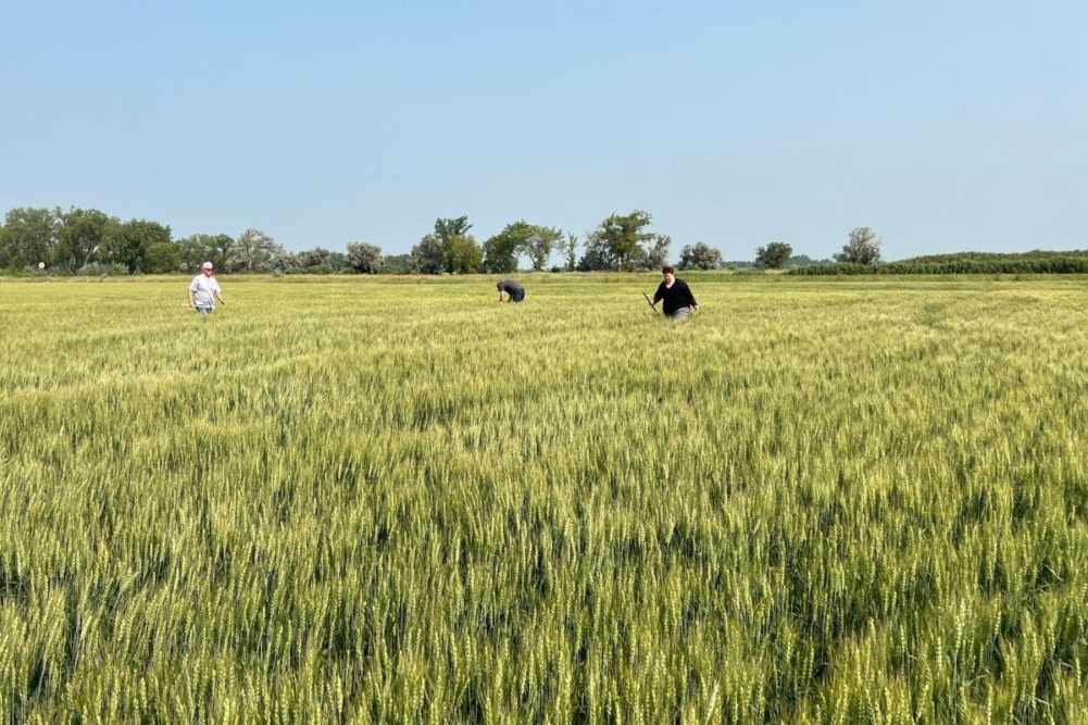 spring durum wheat tour_day 3_©SOSLAND PUBLISHING CO._e.jpg