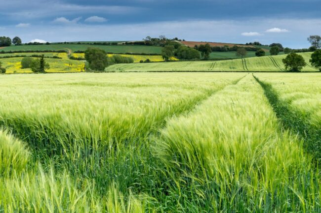 Wheat field_.jpg