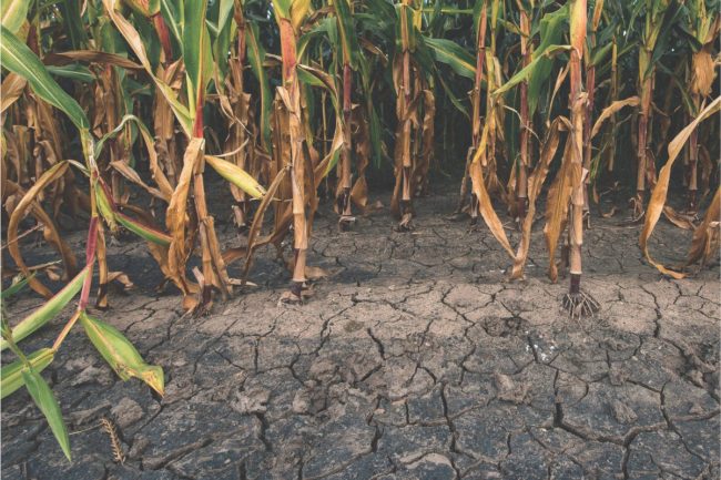 climate dry drought cornfield_©BITS AND SPLITS - STOCK.ADOBE.COM_e.jpg