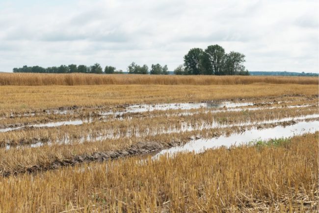 wheat field flood rain_©Сергей Старостов  - STOCK.ADOBE.COM_e.jpg