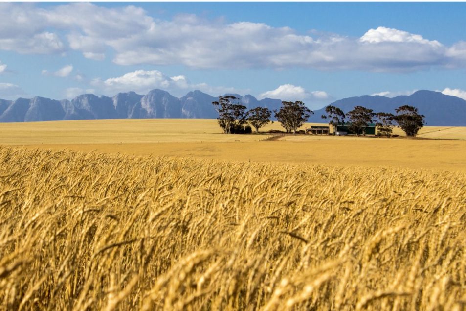 Africa's wheat dilemma