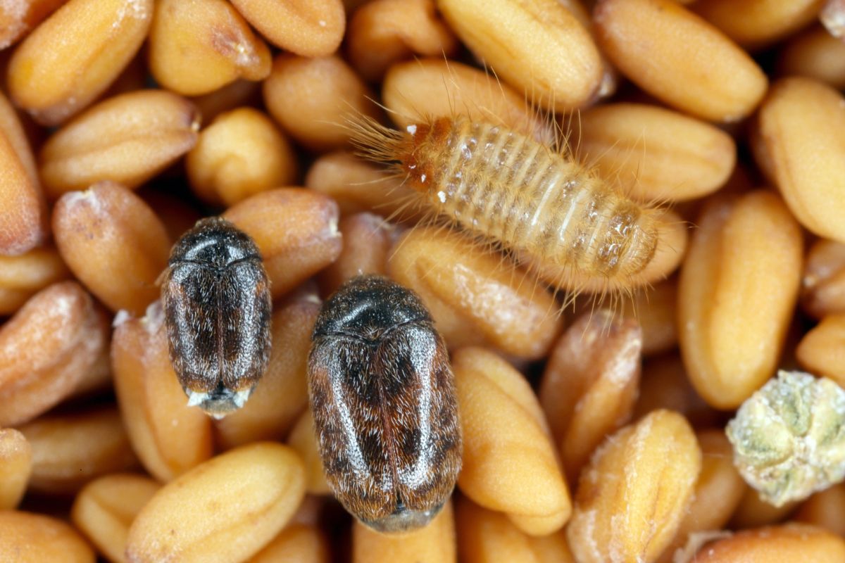 khapra beetle_grain pest_©TOMASZ - STOCK.ADOBE.COM_e.jpg