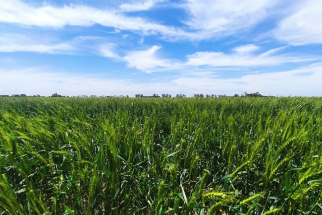 HB4 wheat field_©BIOCERES_e.jpg